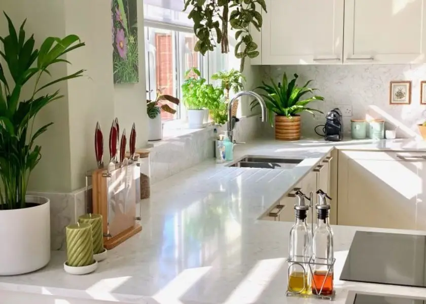 Tanaman Mini di Sudut Dapur Kecil